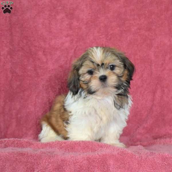 Spirit, Shih Tzu Puppy