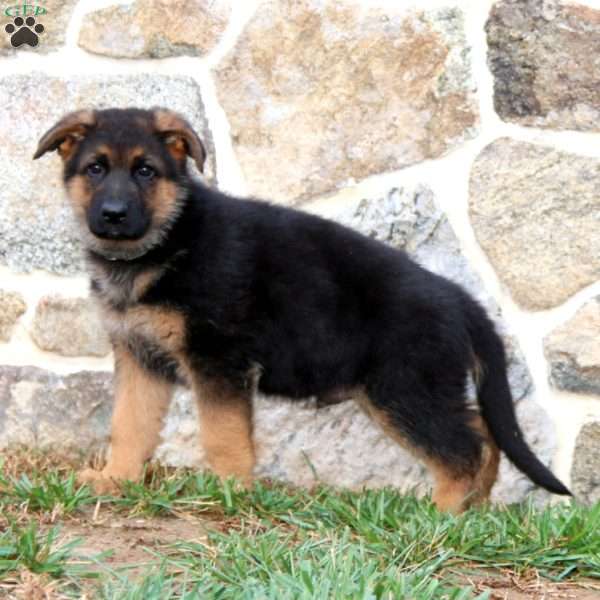 Splash, German Shepherd Puppy