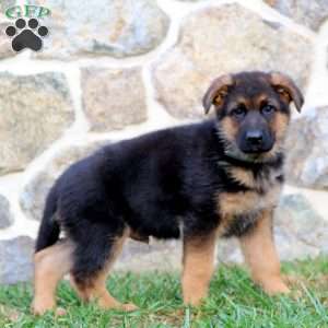 Splash, German Shepherd Puppy