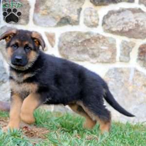 Splash, German Shepherd Puppy