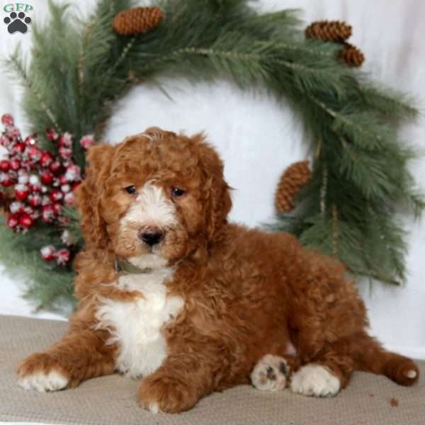 Sport, Mini Goldendoodle Puppy