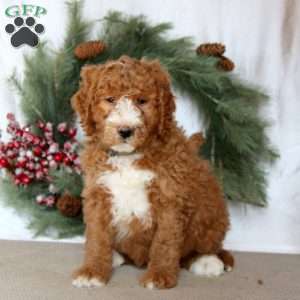 Sport, Mini Goldendoodle Puppy