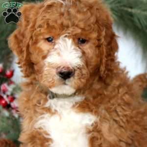 Sport, Mini Goldendoodle Puppy