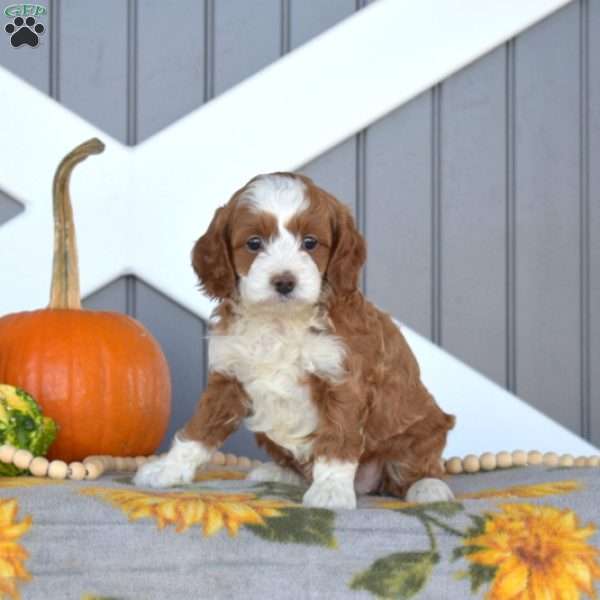 Sprinkles, Cavapoo Puppy