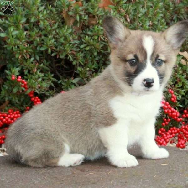 Stacey Dane, Pembroke Welsh Corgi Puppy