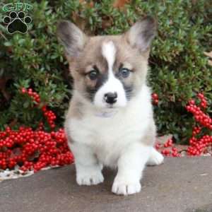 Stacey Dane, Pembroke Welsh Corgi Puppy