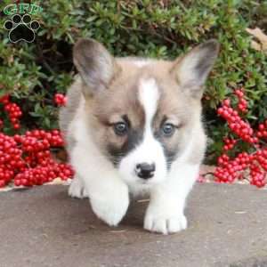 Stacey Dane, Pembroke Welsh Corgi Puppy