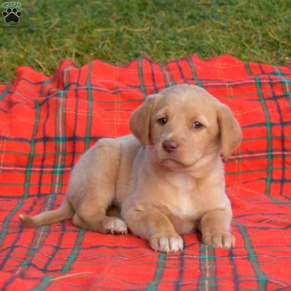 Star, Labradoodle Puppy