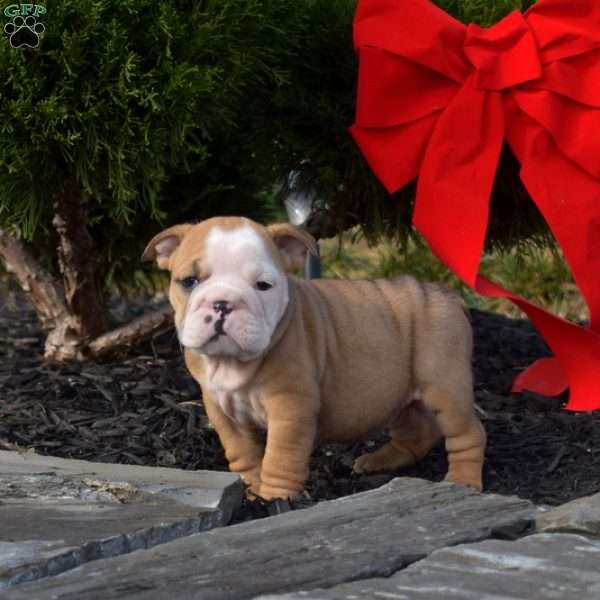 Star, English Bulldog Puppy