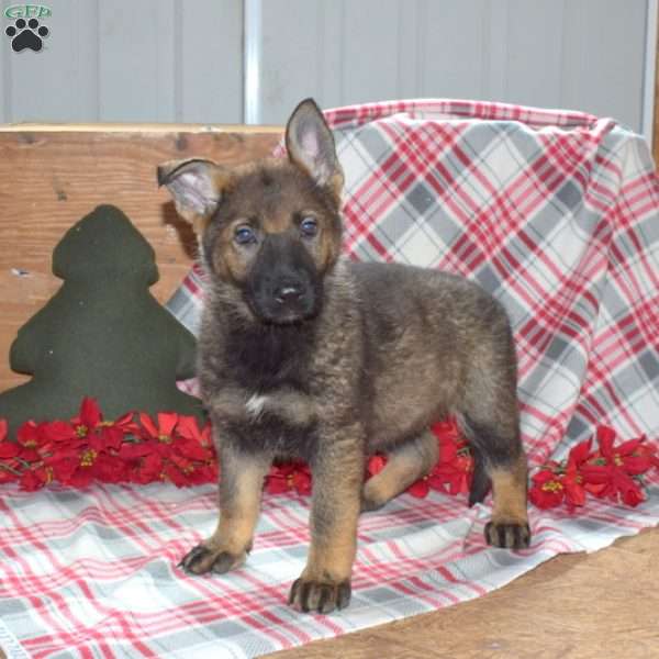 Star, German Shepherd Puppy