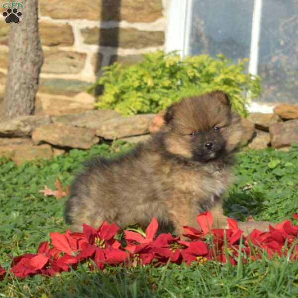 Star, Pomeranian Puppy