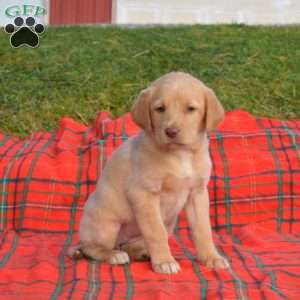 Star, Labradoodle Puppy