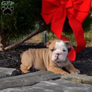 Star, English Bulldog Puppy