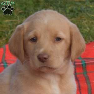 Star, Labradoodle Puppy