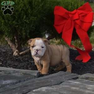 Star, English Bulldog Puppy