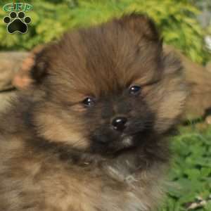 Star, Pomeranian Puppy