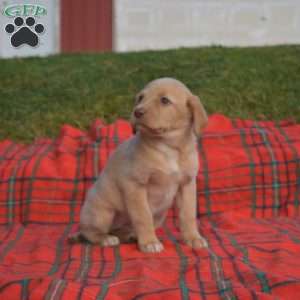 Star, Labradoodle Puppy