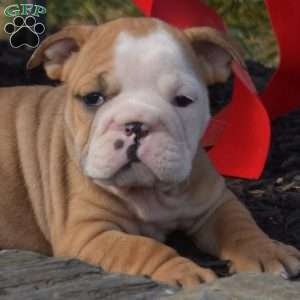 Star, English Bulldog Puppy