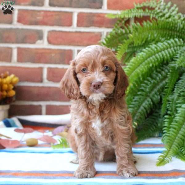 Star, Cockapoo Puppy