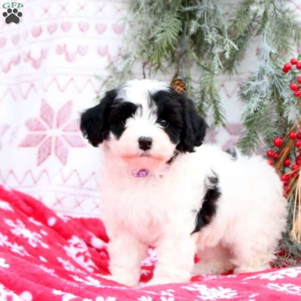 Starlight, Mini Bernedoodle Puppy