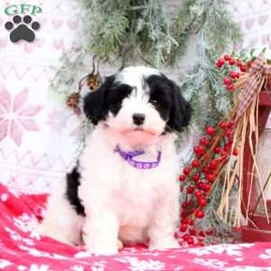 Starlight, Mini Bernedoodle Puppy