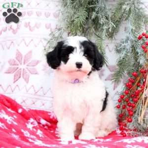 Starlight, Mini Bernedoodle Puppy