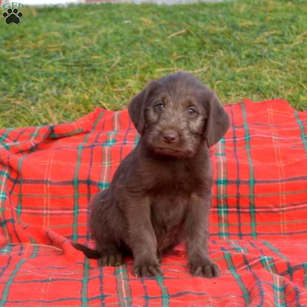 Stella, Labradoodle Puppy