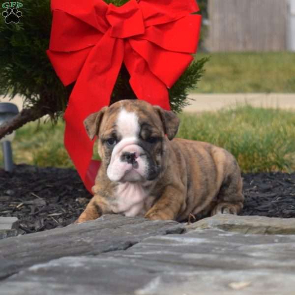 Stella, English Bulldog Puppy