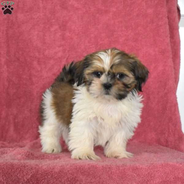 Stella, Shih Tzu Puppy