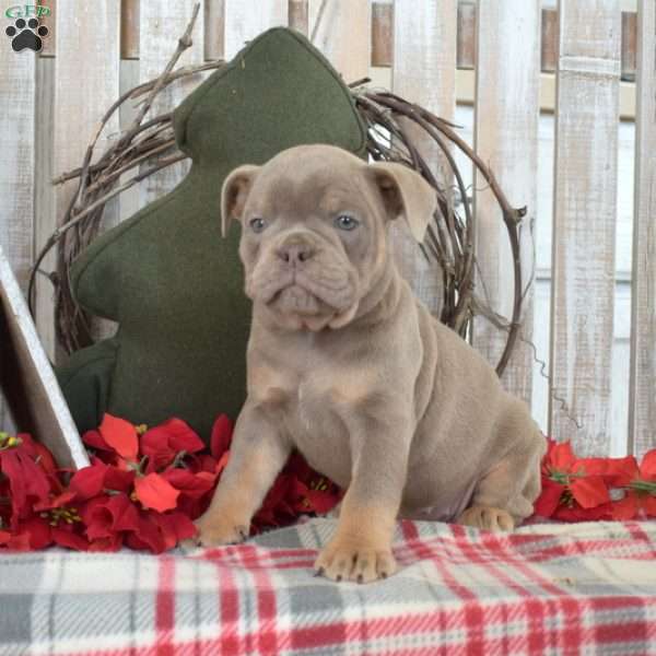 Stella, Olde English Bulldogge Puppy