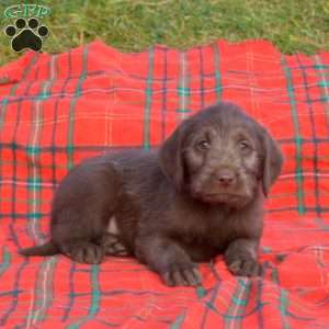 Stella, Labradoodle Puppy