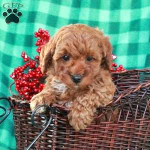 Stella, Miniature Poodle Puppy