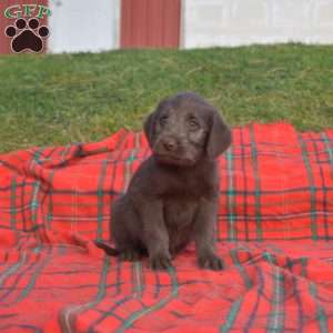 Stella, Labradoodle Puppy