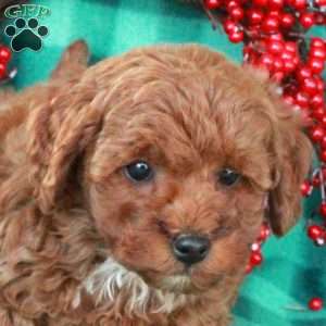 Stella, Miniature Poodle Puppy