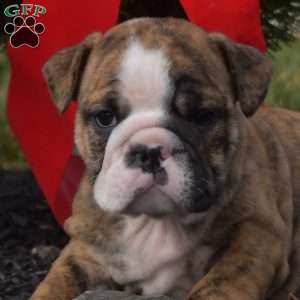 Stella, English Bulldog Puppy