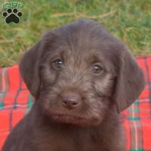 Stella, Labradoodle Puppy