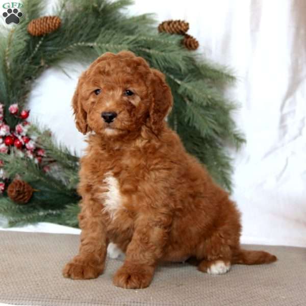 Stella, Mini Goldendoodle Puppy