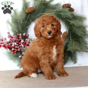 Stella, Mini Goldendoodle Puppy