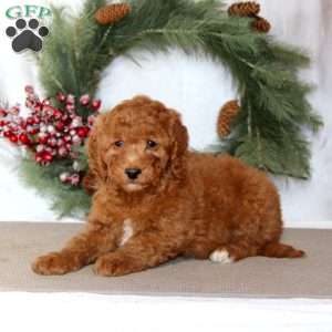 Stella, Mini Goldendoodle Puppy