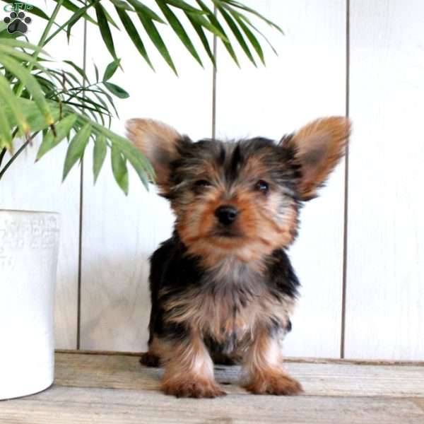 Steve, Yorkie Puppy