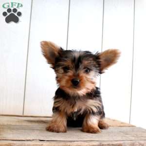 Steve, Yorkie Puppy