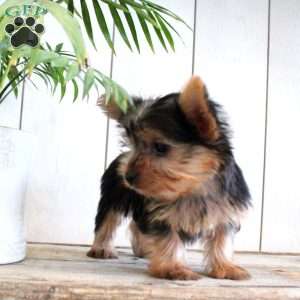 Steve, Yorkie Puppy