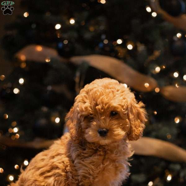 Avery, Cockapoo Puppy