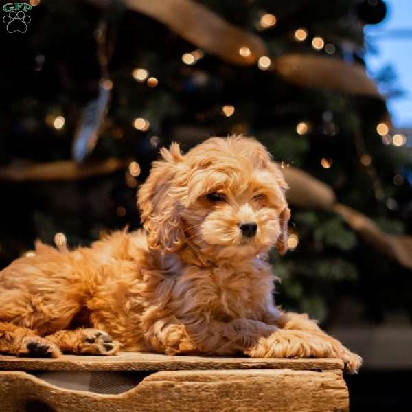 Angel, Cockapoo Puppy