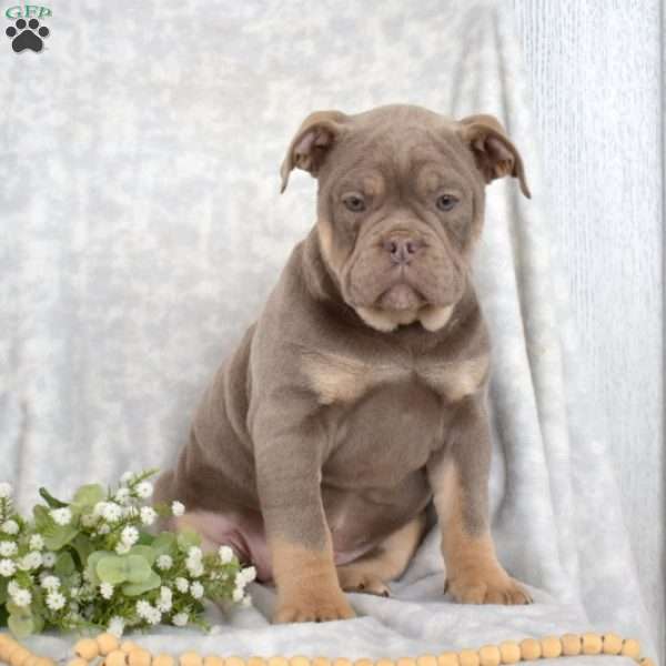 Stormy, Olde English Bulldogge Puppy