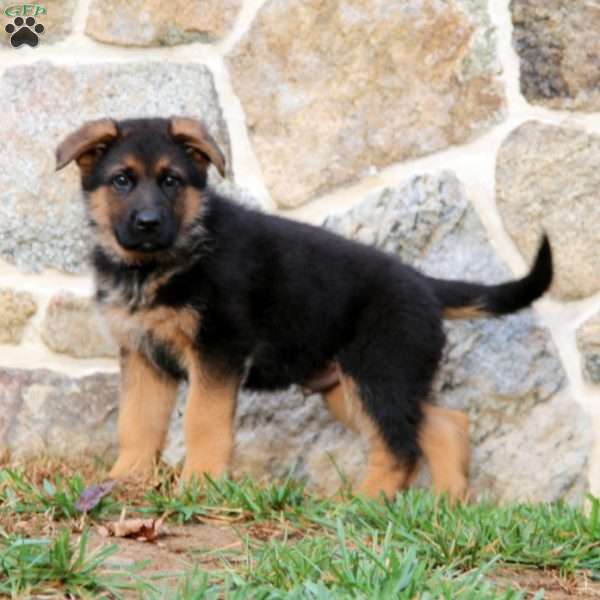 Strike, German Shepherd Puppy