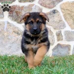 Strike, German Shepherd Puppy