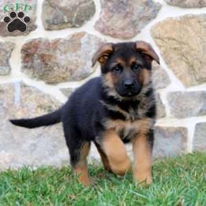 Strike, German Shepherd Puppy