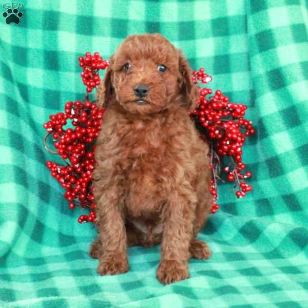 Stuart, Miniature Poodle Puppy