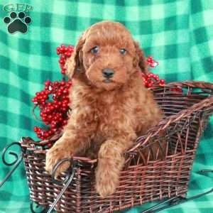 Stuart, Miniature Poodle Puppy